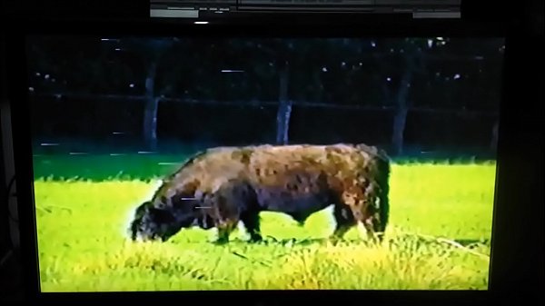 Farm Fresh Ass: Vintage European Orgy